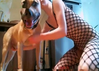 Good and trained retriever fucked my cunt