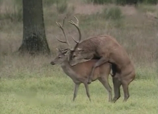Deer has nice sex in the local forest
