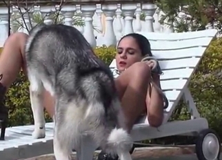 Husky licks a wide-opened shaved vagina