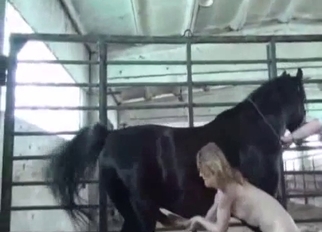 Black stallion and impressive chick