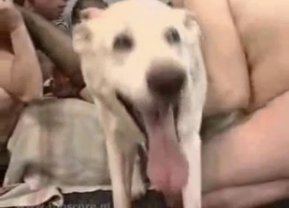 Fat slut zoofil licked by trained retriever