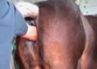 Sticking my hand in a tight stallion ass
