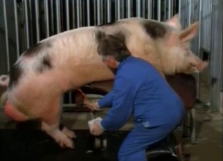Pig and farmer in nasty bestiality XXX