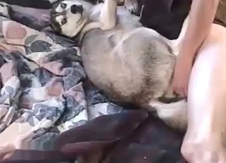 Good trained dog fucked in the missionary pose
