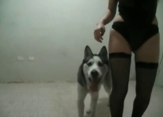 Husky want to fuck her cunt so bad