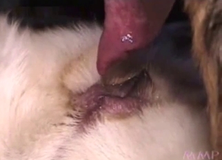 Doggy sucks a dick of a horny hound