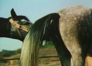 White horse licks a dick of another horse