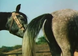 White horse licks a dick of another horse