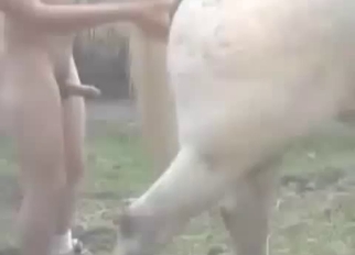 Fucking sexy white horse in the doggy pose