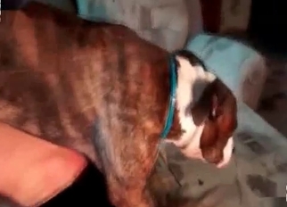 Brown dog fucked a slender naked chick