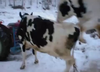 Two sexy cows have amazing sex action