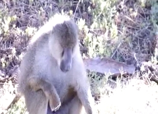 Cute monkey cums a nice load of semen