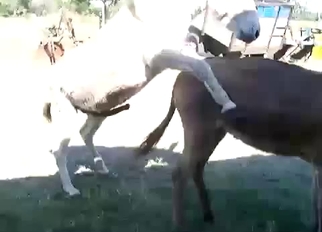 Two horses are banging in doggy style